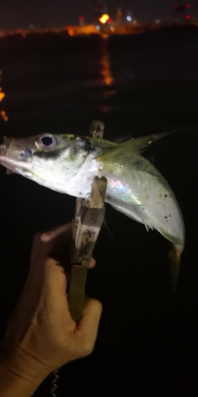 アジング練習 174