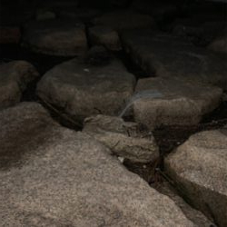 テナガエビ釣り