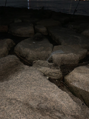 テナガエビ釣り