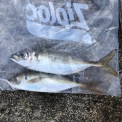 青物調査3Day(1日目)