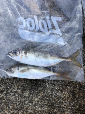 青物調査3Day(1日目)