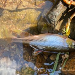 カワムツしか釣れない