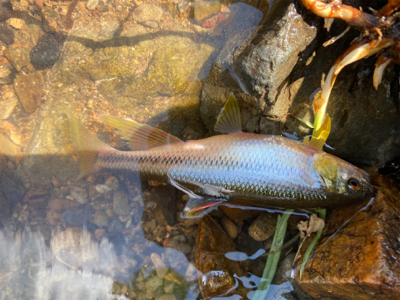 カワムツしか釣れない