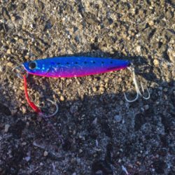 ツバス狙いでしたが