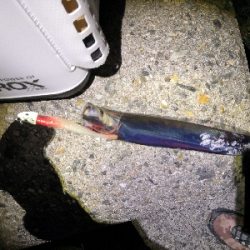 太刀魚シーズンです