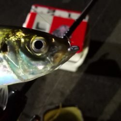 アジング練習 175