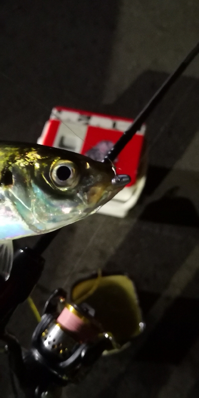 アジング練習 175