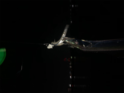 岸和田でもタチウオ