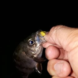 ちょっとだけ、ライトフィッシング