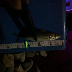 フロート小アジング