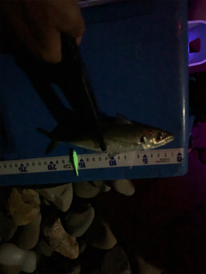 フロート小アジング