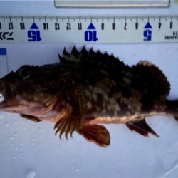 ガシラ祭り^ ^♫