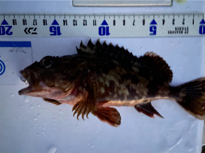 ガシラ祭り^ ^♫