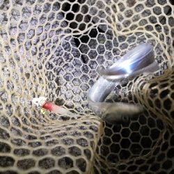 太刀魚来てます