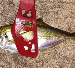 つ抜けアジング