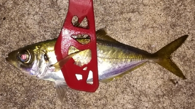 つ抜けアジング