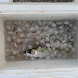 サビキとジグサビキ