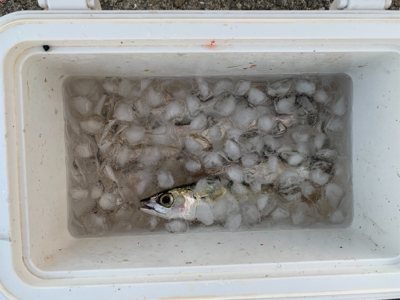 サビキとジグサビキ