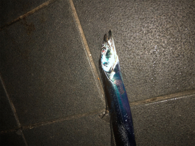 皆さん急いでー