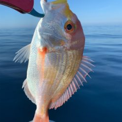 マイボートでアマダイ狙い