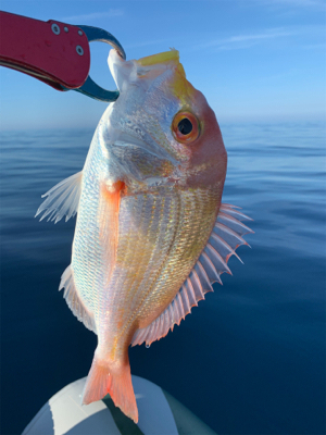 マイボートでアマダイ狙い