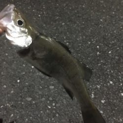 いつものアジング