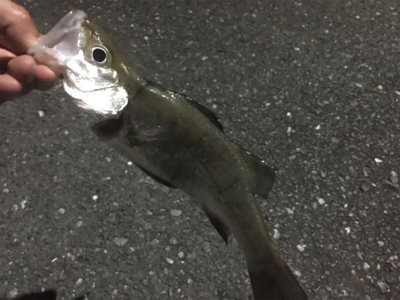 いつものアジング