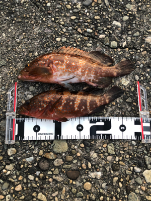 ロックフィッシュ