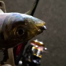 アジング練習 178