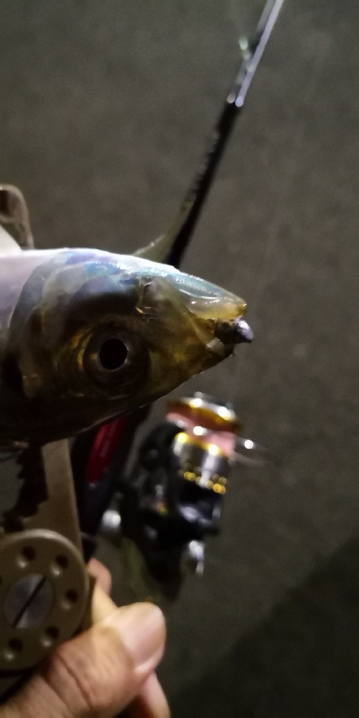 アジング練習 178