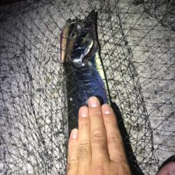 ワインド　太刀魚