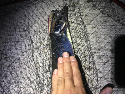 ワインド　太刀魚