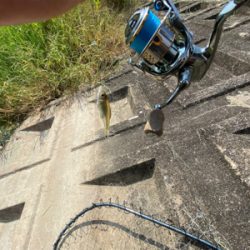 ギル時々モツゴ