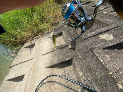 ギル時々モツゴ