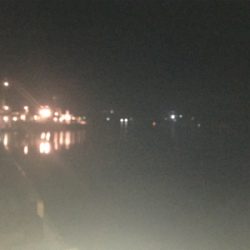 小鯖が大きくなってる!