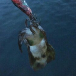 キジハタ(チビハタ)とカサゴ、アオリイカ