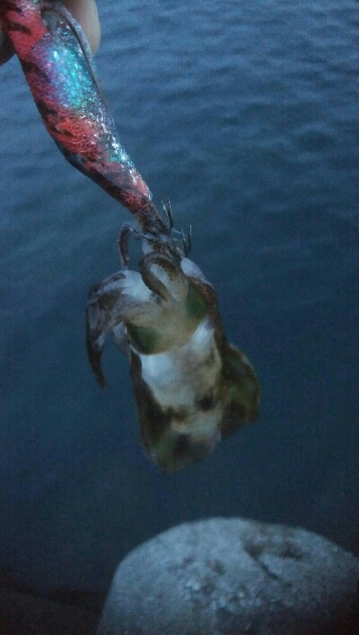 キジハタ(チビハタ)とカサゴ、アオリイカ