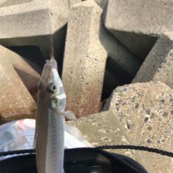 木材港でキス釣り(^^)