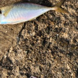 メクリアジ入れ食い!