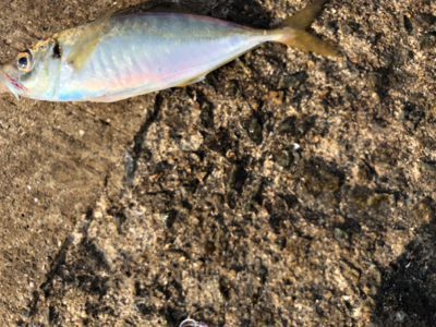 メクリアジ入れ食い!