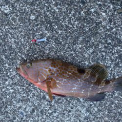 ロックフィッシュ祭り