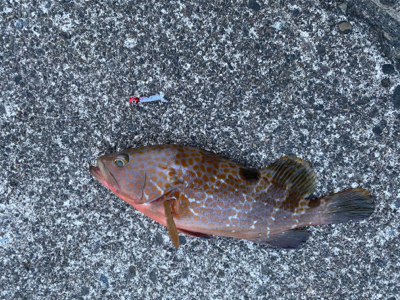 ロックフィッシュ祭り