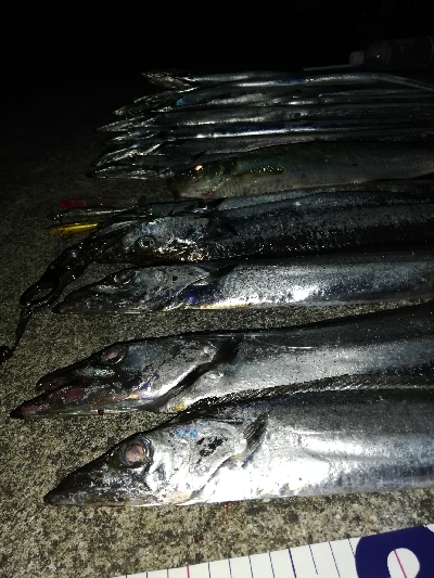 涼しい夜のサーベリング