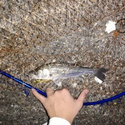 シーバスゲーム