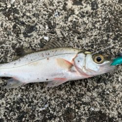 朝マズメ〜夕まずめまで頑張って！