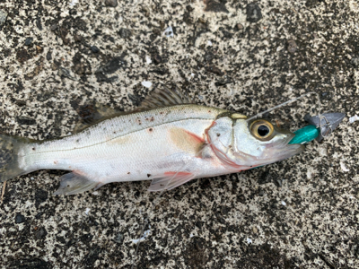 朝マズメ〜夕まずめまで頑張って！