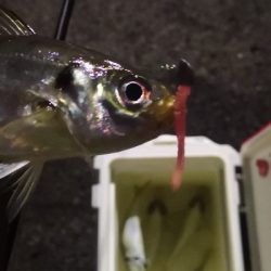 アジング練習 179