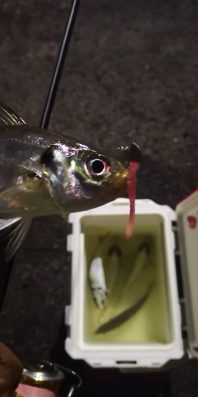 アジング練習 179