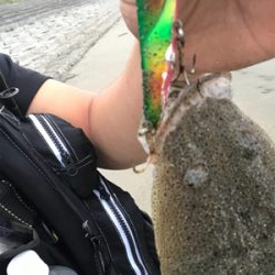 マゴチマンション釣行