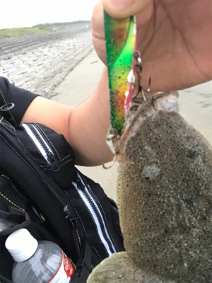 マゴチマンション釣行